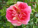 Henri Barruet rose photo