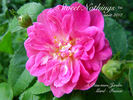 Sweet Nothings ™ rose photo