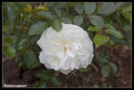 Heidesommer rose photo
