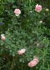 Addo Heritage rose photo