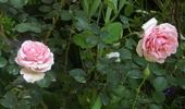 Addo Heritage rose photo
