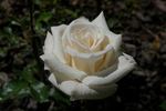 Antique Silk rose photo