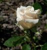 Antique Silk rose photo