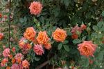 Apricot Midinette rose photo