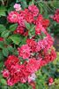 Paulette Bentall rose photo