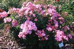 Phlox Meidiland rose photo