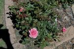 Bridget rose photo