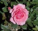 Bridget rose photo