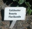 Colchester Beauty rose photo