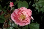 Colchester Beauty rose photo