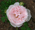 Dawn Star rose photo