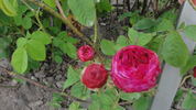 Royal Marbrée rose photo