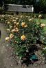 Janine Herholdt rose photo