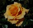 Janine Herholdt rose photo