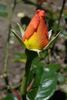 Janine Herholdt rose photo