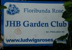 Jhb Garden Club rose photo