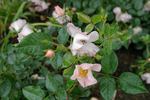 Jhb Garden Club rose photo