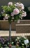 Jhb Garden Club rose photo