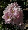 Jhb Garden Club rose photo
