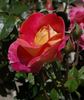 Mary Wise rose photo