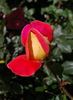 Mary Wise rose photo