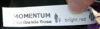 Momentum rose photo