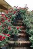 Momentum rose photo