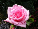 Ultimate Pink ™ rose photo