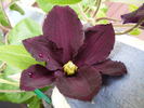 Romantika clematis photo