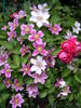 Piilu clematis photo