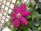 Westerplatte clematis photo