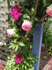 C. 'Westerplatte' clematis photo