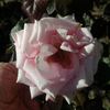 Esther Geldenhuys rose photo