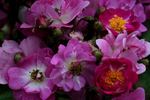 Princesse Violette rose photo