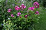 Princesse Violette rose photo