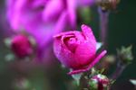 Princesse Violette rose photo