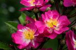 Princesse Violette rose photo