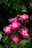 Princesse Violette rose photo