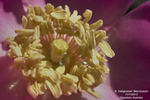 <i>Rosa sweginzowii</i> 'Macrocarpa' rose photo