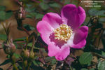 <i>Rosa sweginzowii</i> 'Macrocarpa' rose photo