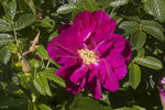 Freycinet rose photo