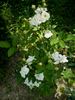 Irene von Dänemark rose photo