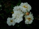 Irene von Dänemark rose photo