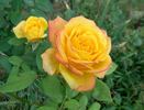 Magma rose photo
