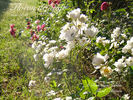 Flocon de Neige rose photo