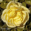 Radiant Perfume ™ rose photo