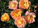 Auriu de Cluj rose photo