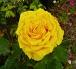 Golden Gate ® rose photo