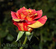 Flash in the Night rose photo