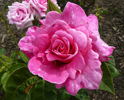 Ultimate Pink ™ rose photo